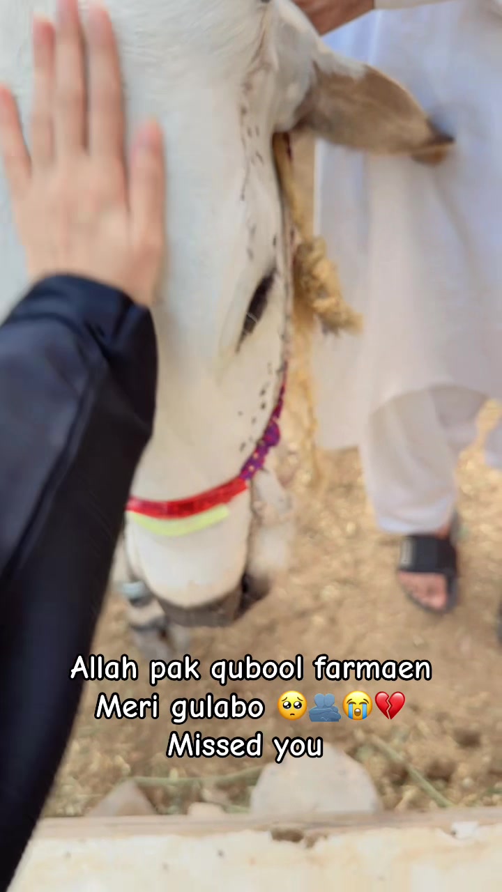 @Sohakhan