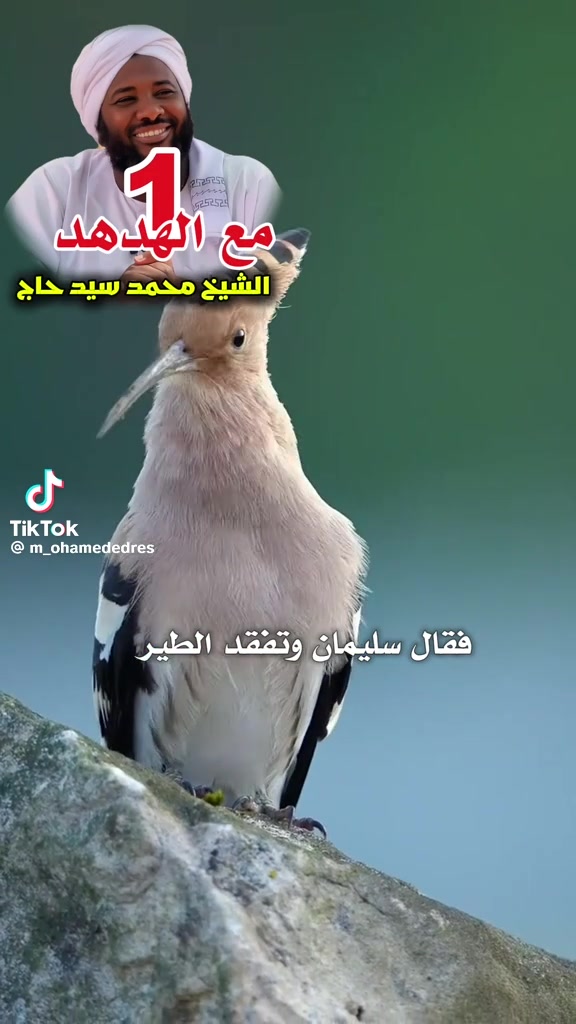 @ahmed