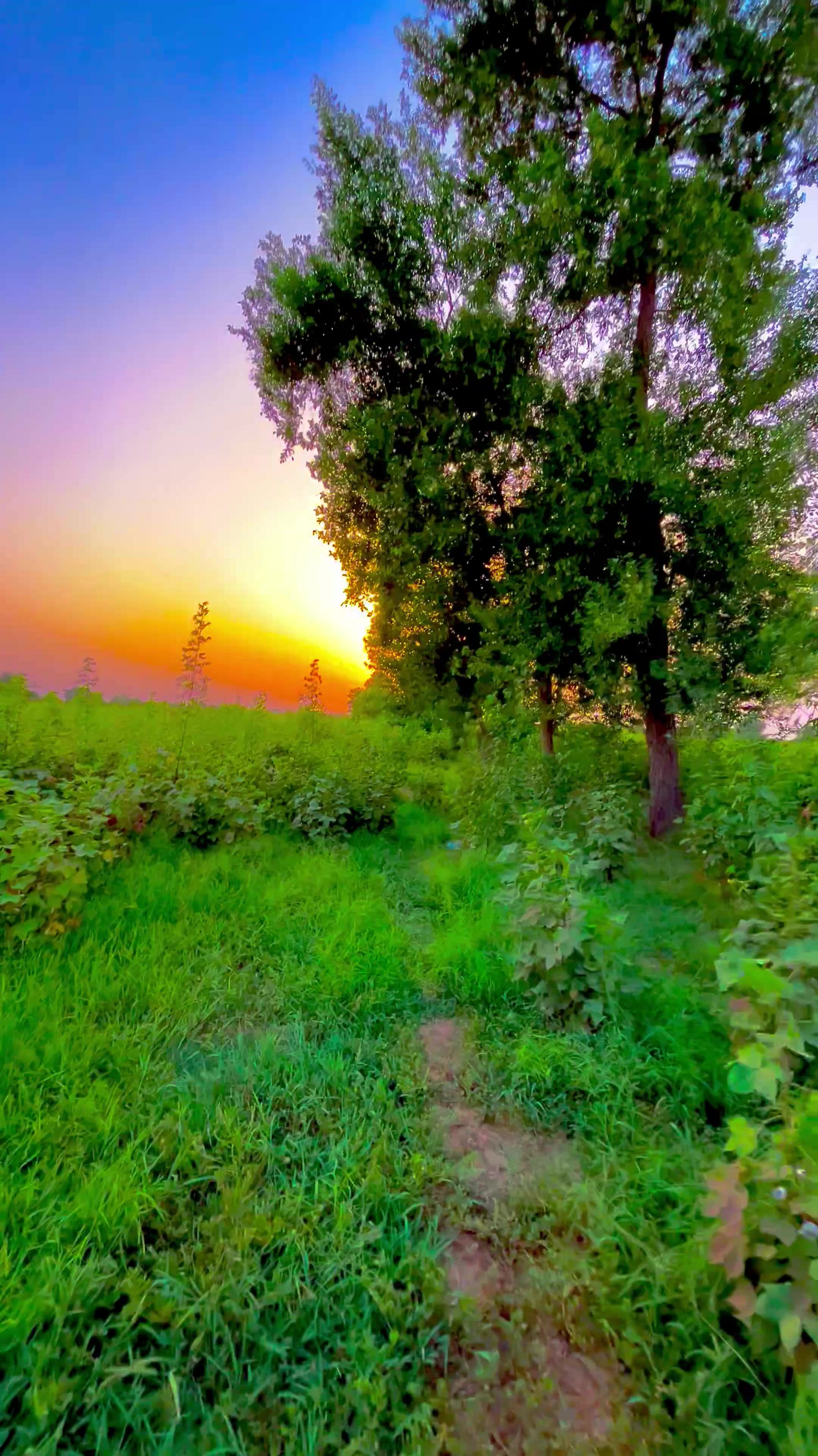 @🌾میں۔ میرا۔ پنڈ🎋