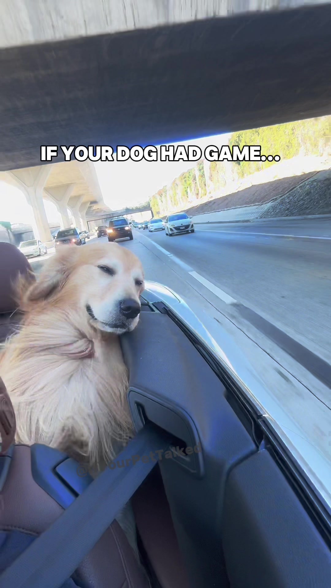 @If Your Pet Talked