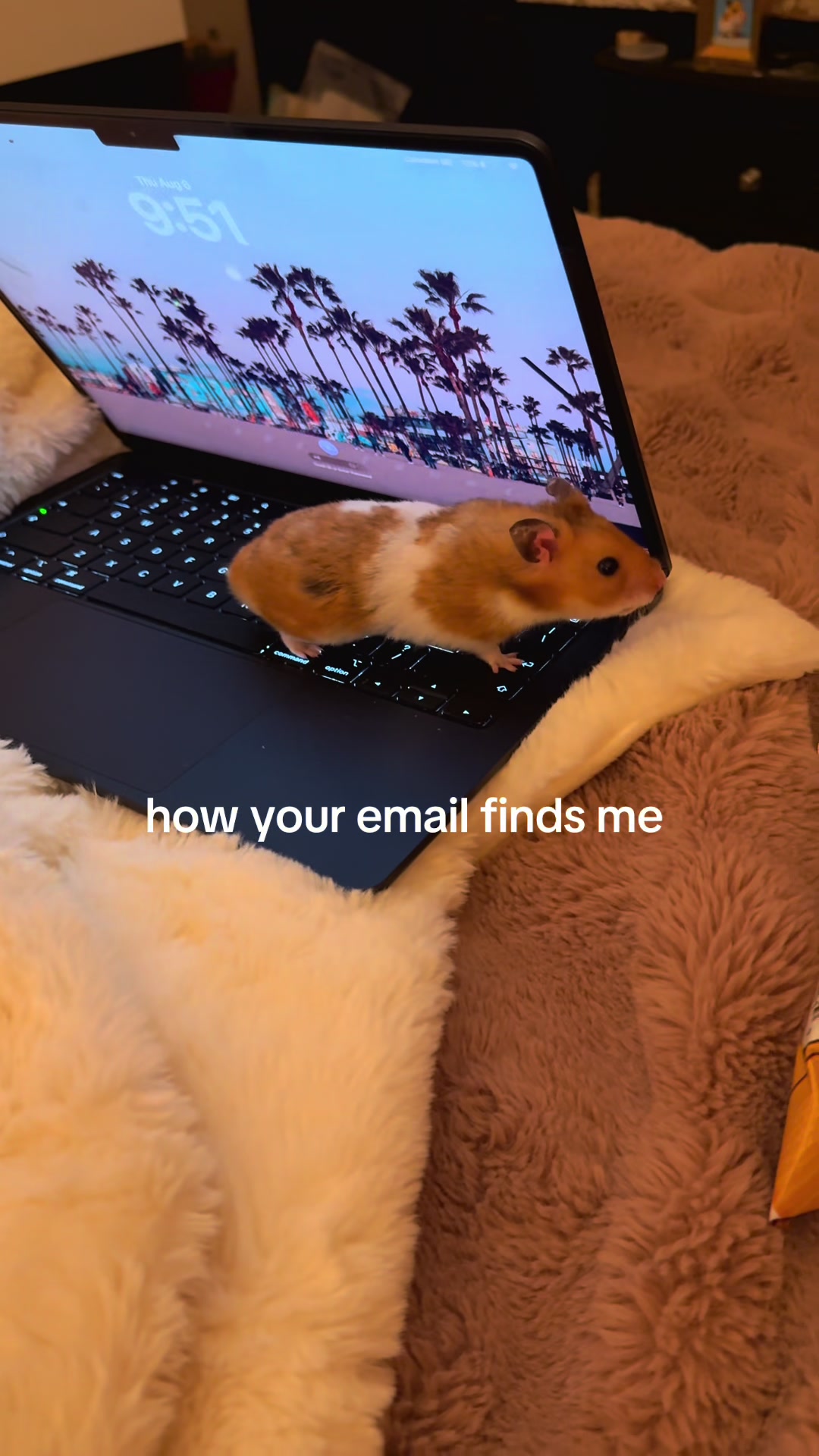 @hamsterwlw