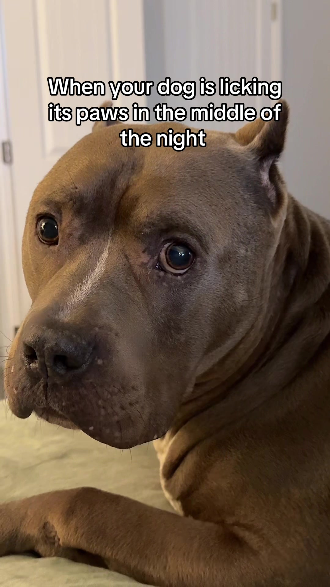 @My Dog&rsquo;s Dope