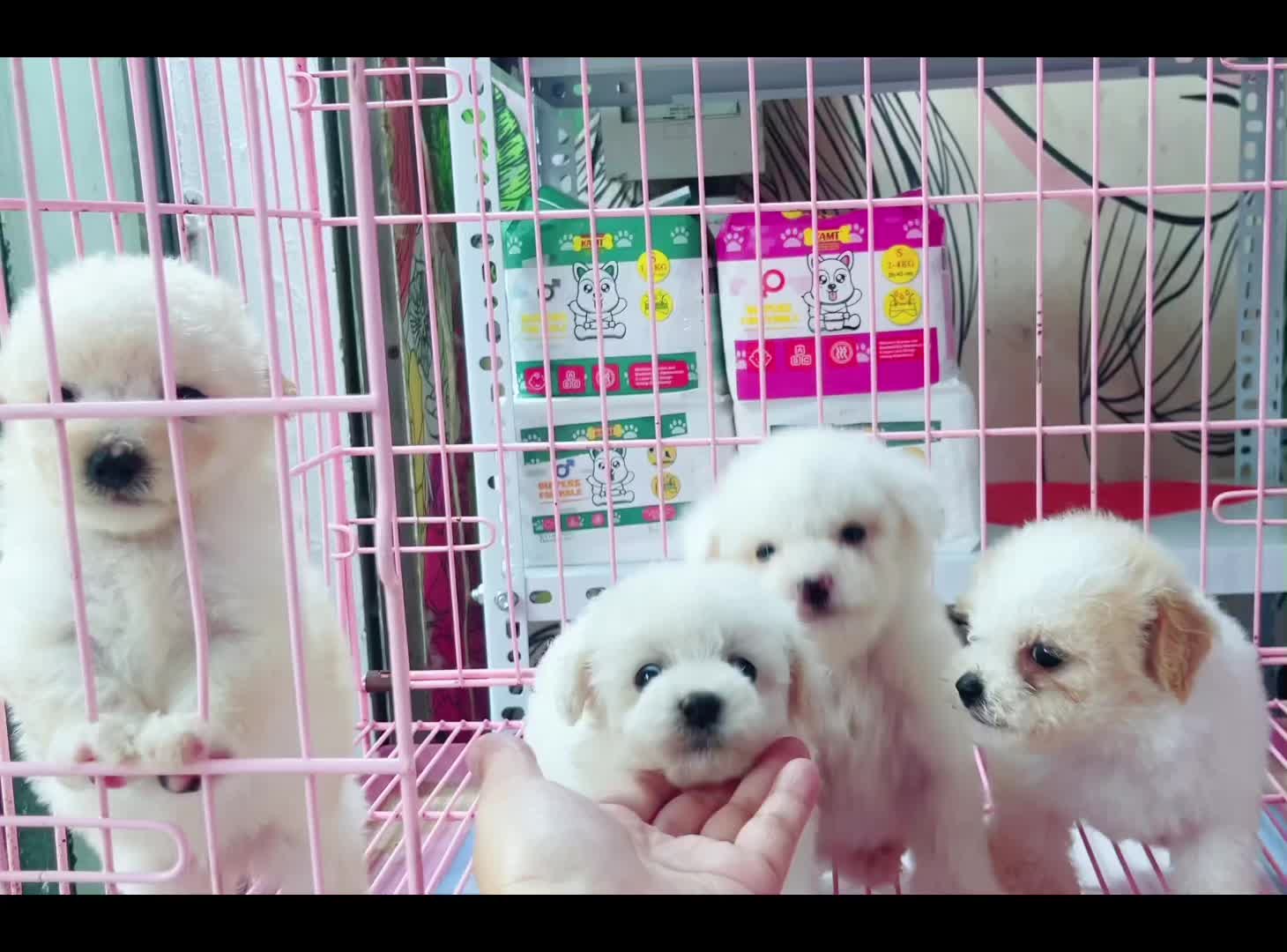 @THẾ GIỚI CH&Oacute; M&Egrave;O XINH😘