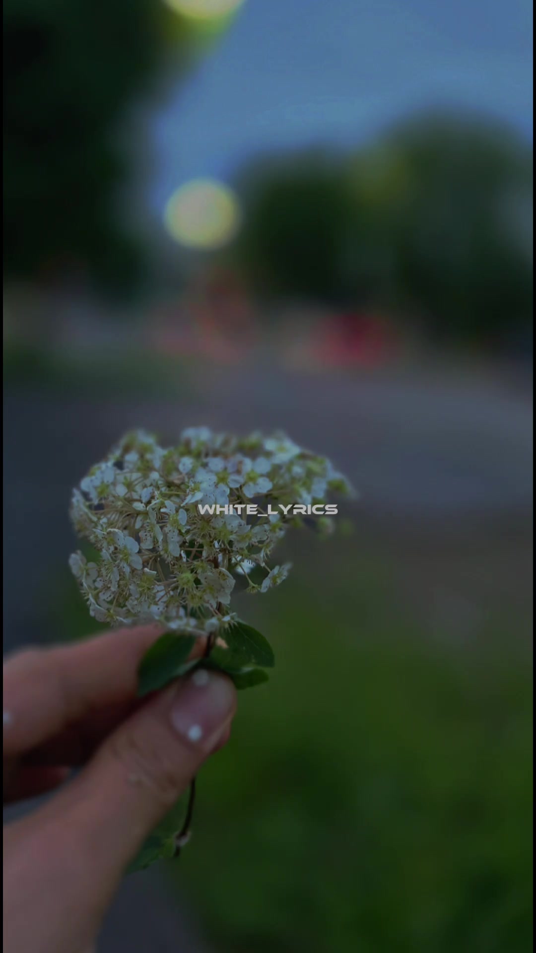 @🕊.