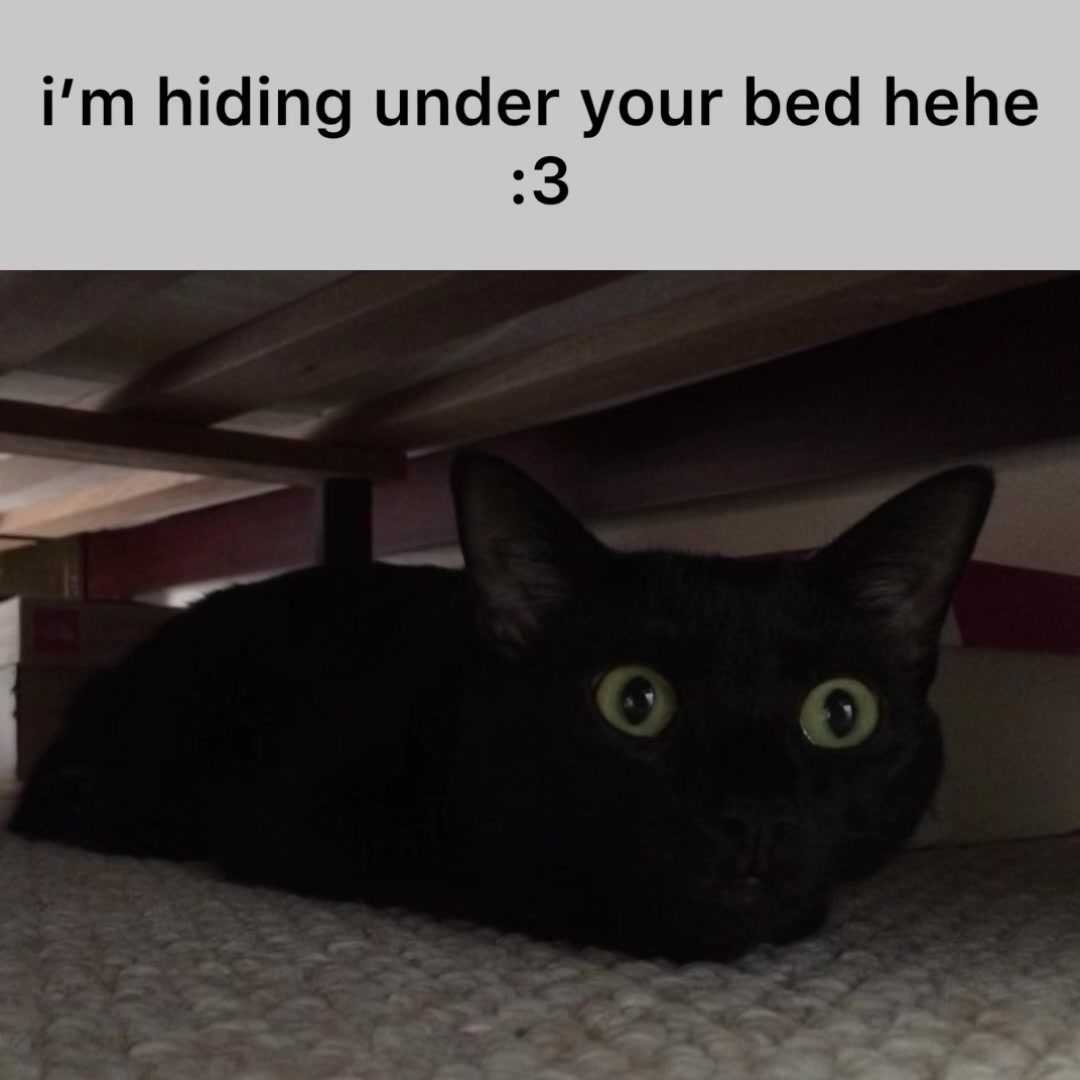 @Cat Memes
