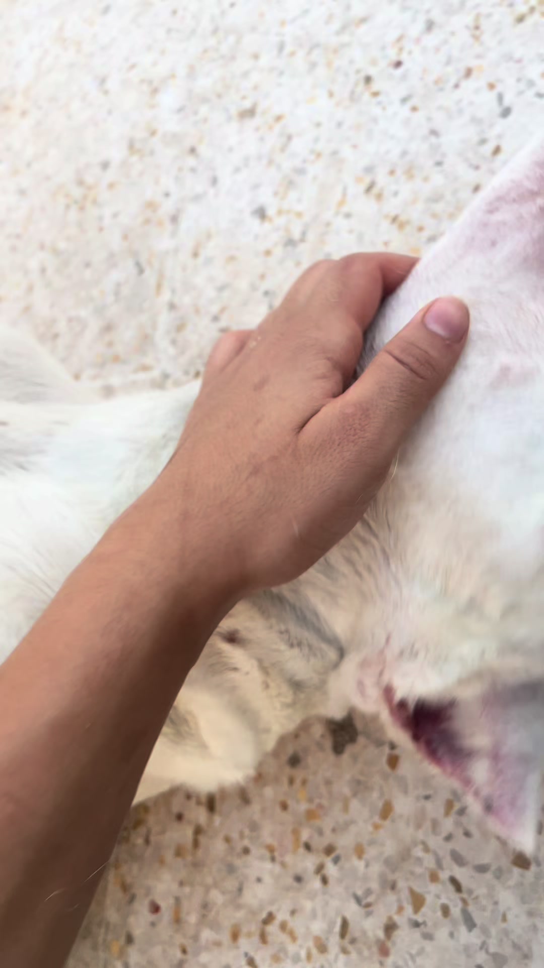 @DOGO ARGENTINO R.A.S🇦🇷🔥