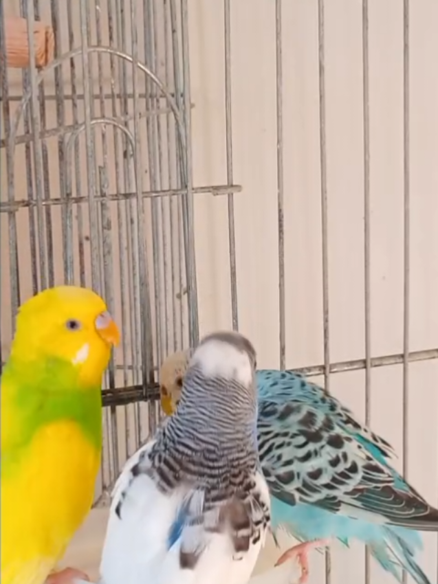 @Budgies108