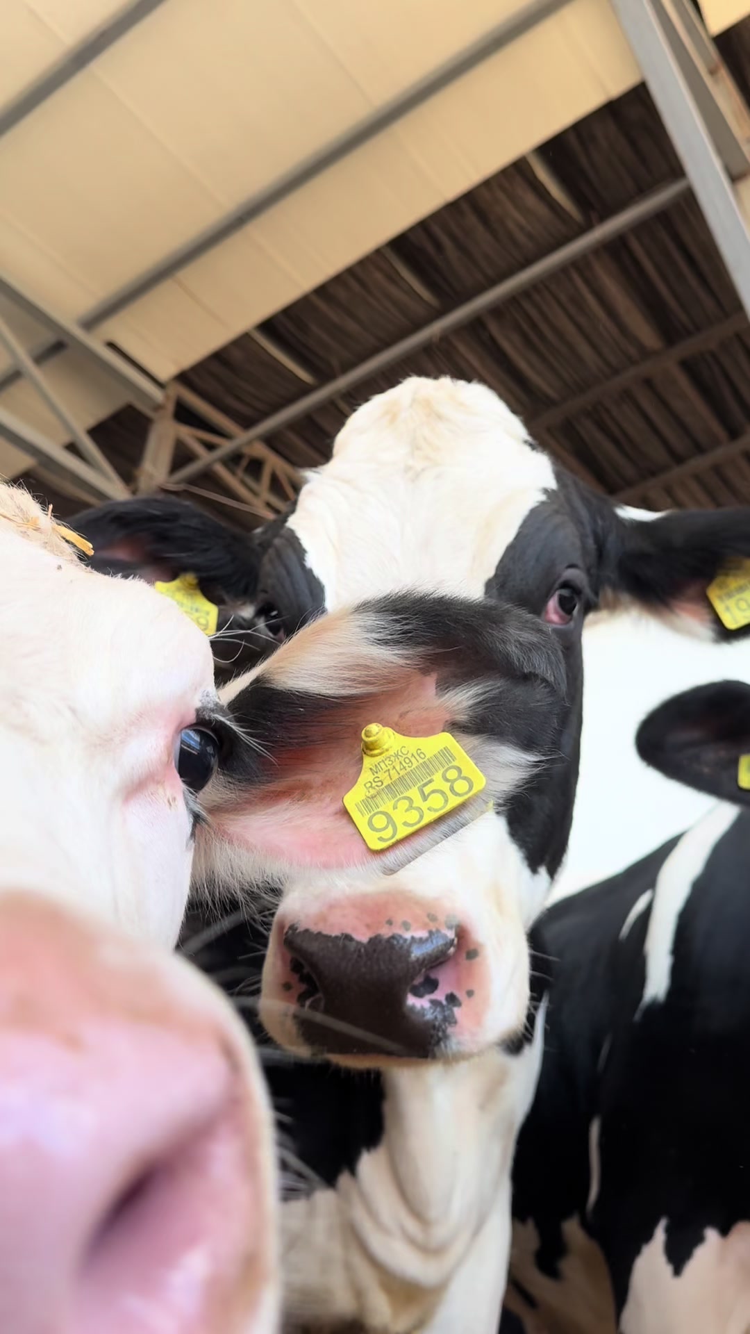 @Sofija Plavšić 🐮