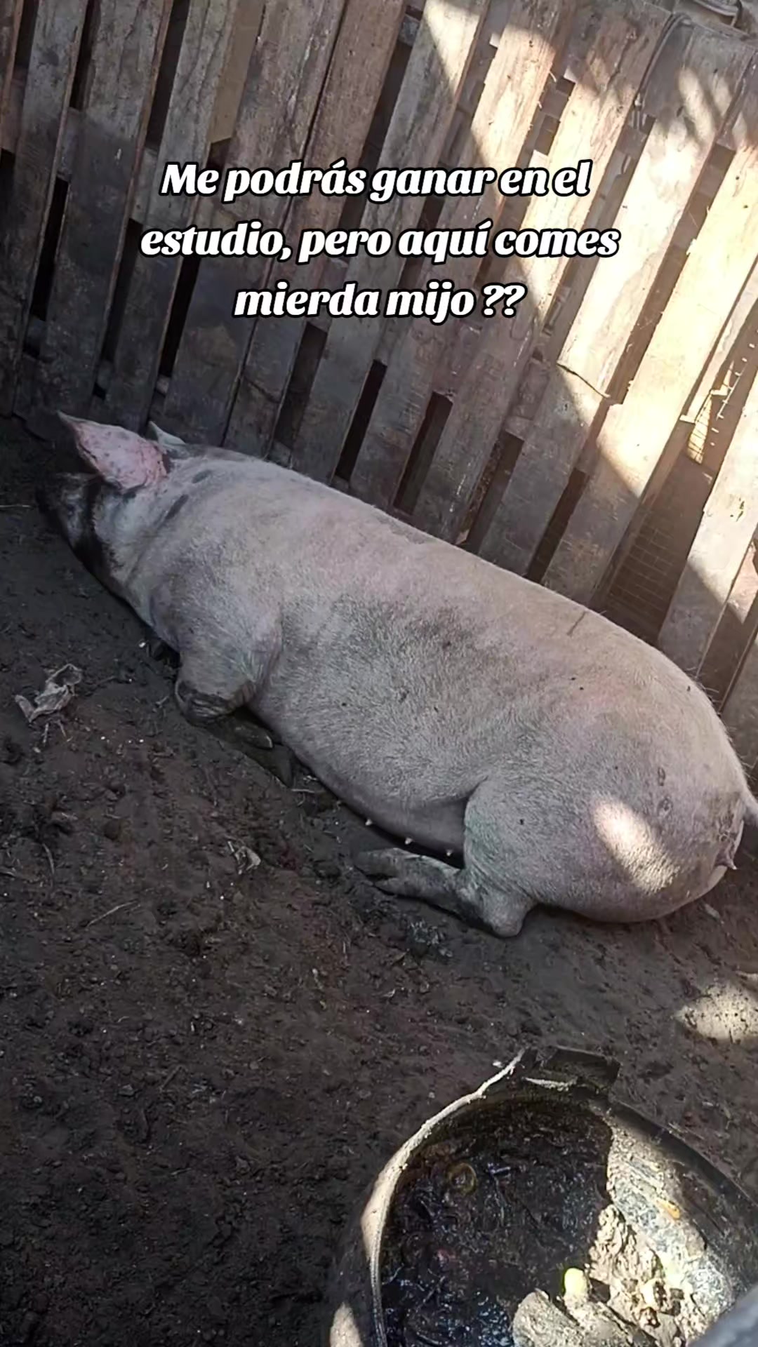 @BRAYAN .R. 🐷