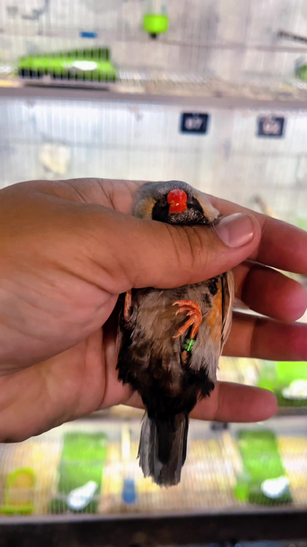 @Lala Aviary