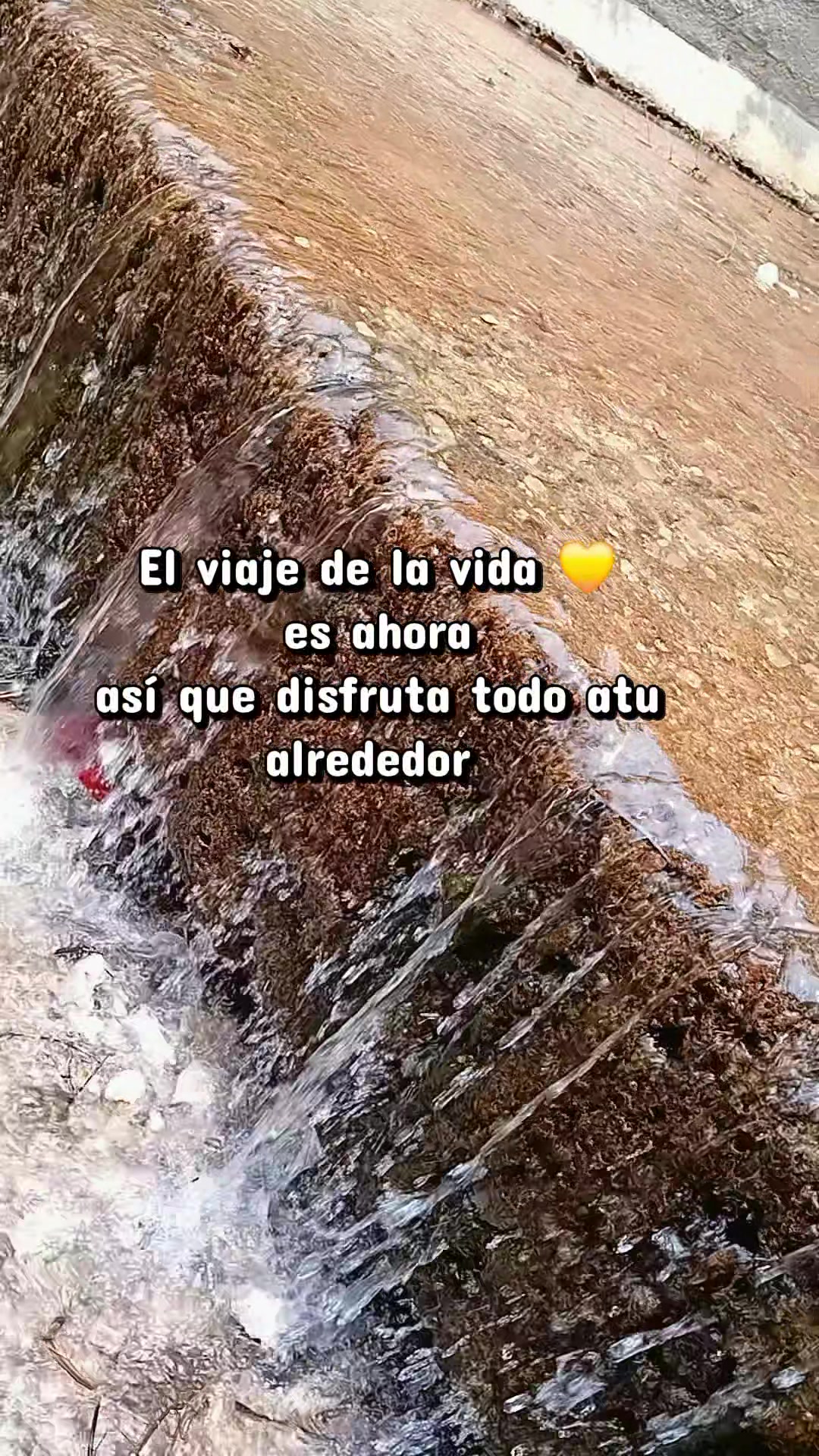 @jarochita ❤️❤️🫀🧠