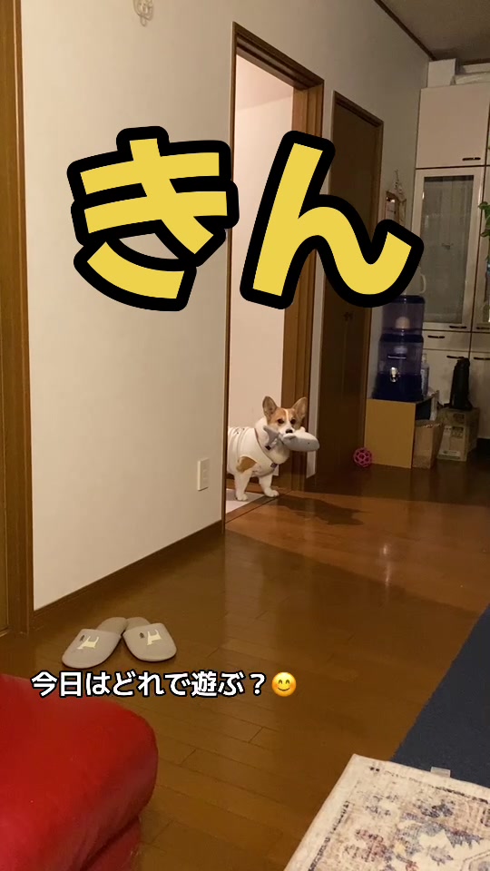@コーギー犬のホープくん