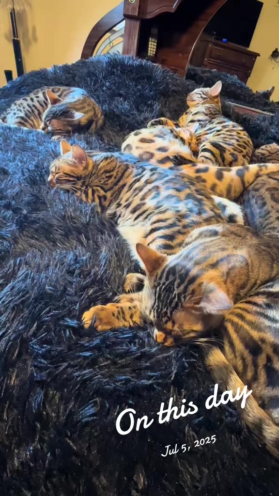 @Tiny Leopard Cats
