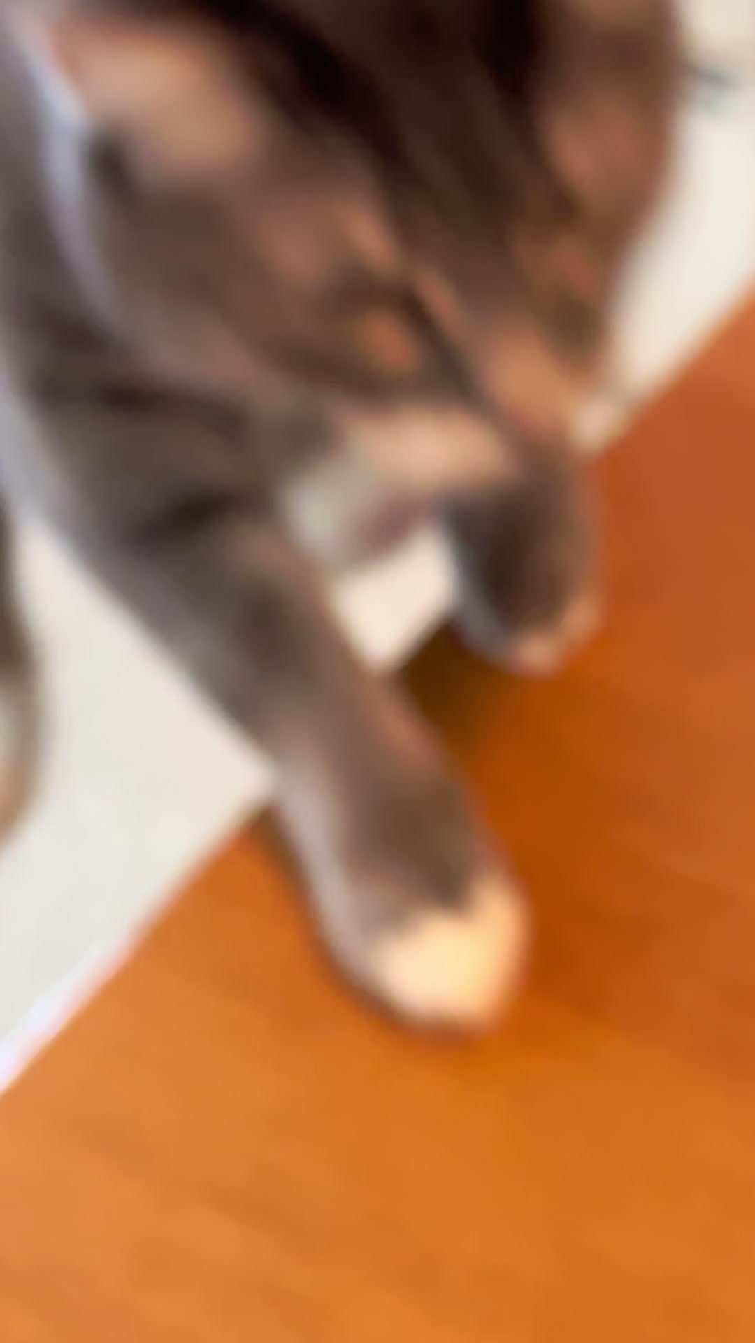 @猫のテツ