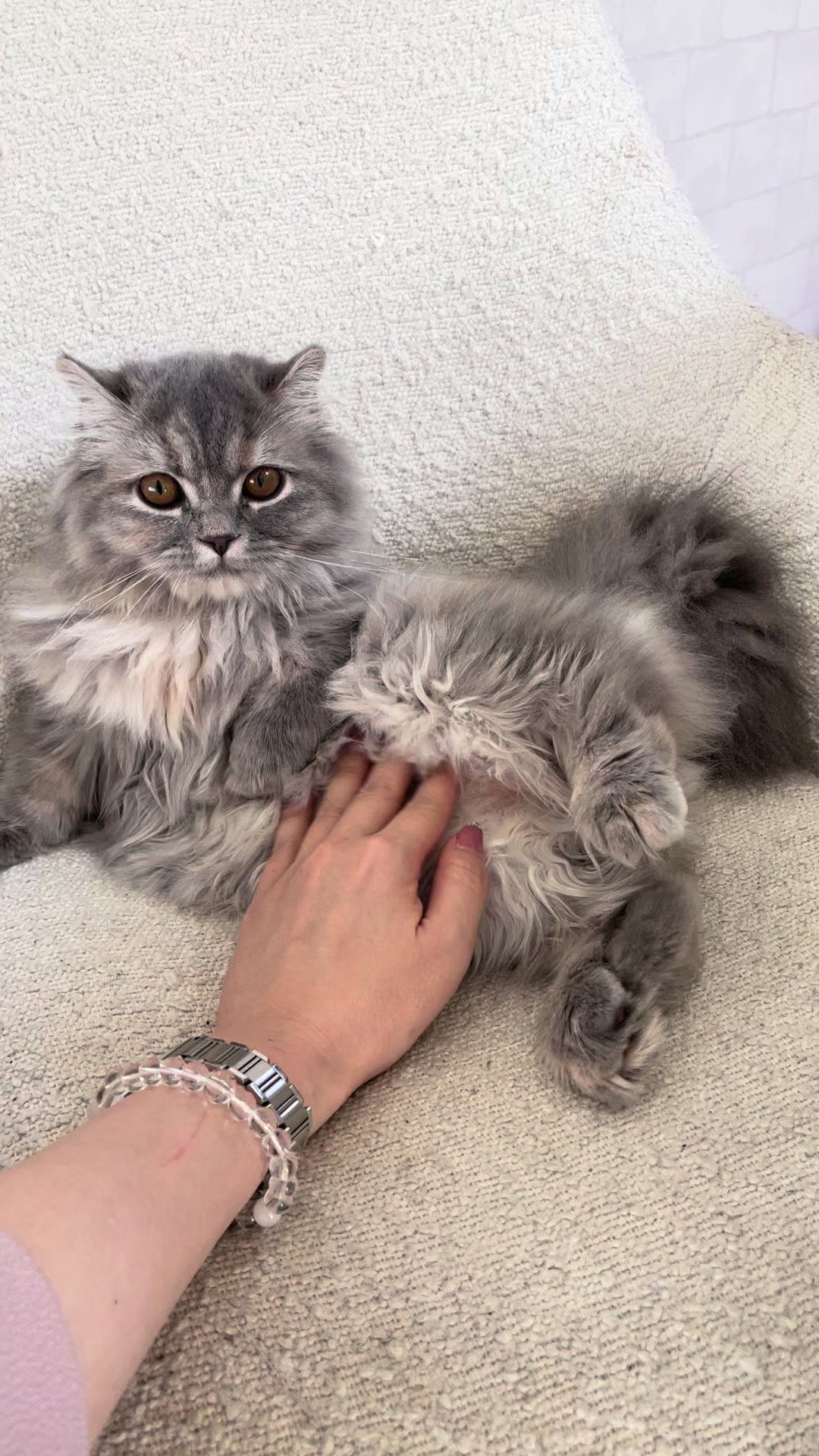 @うちの猫ニョン姉妹