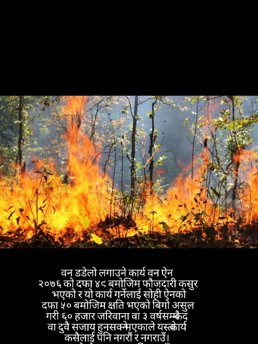 @Bharat Nepal_100