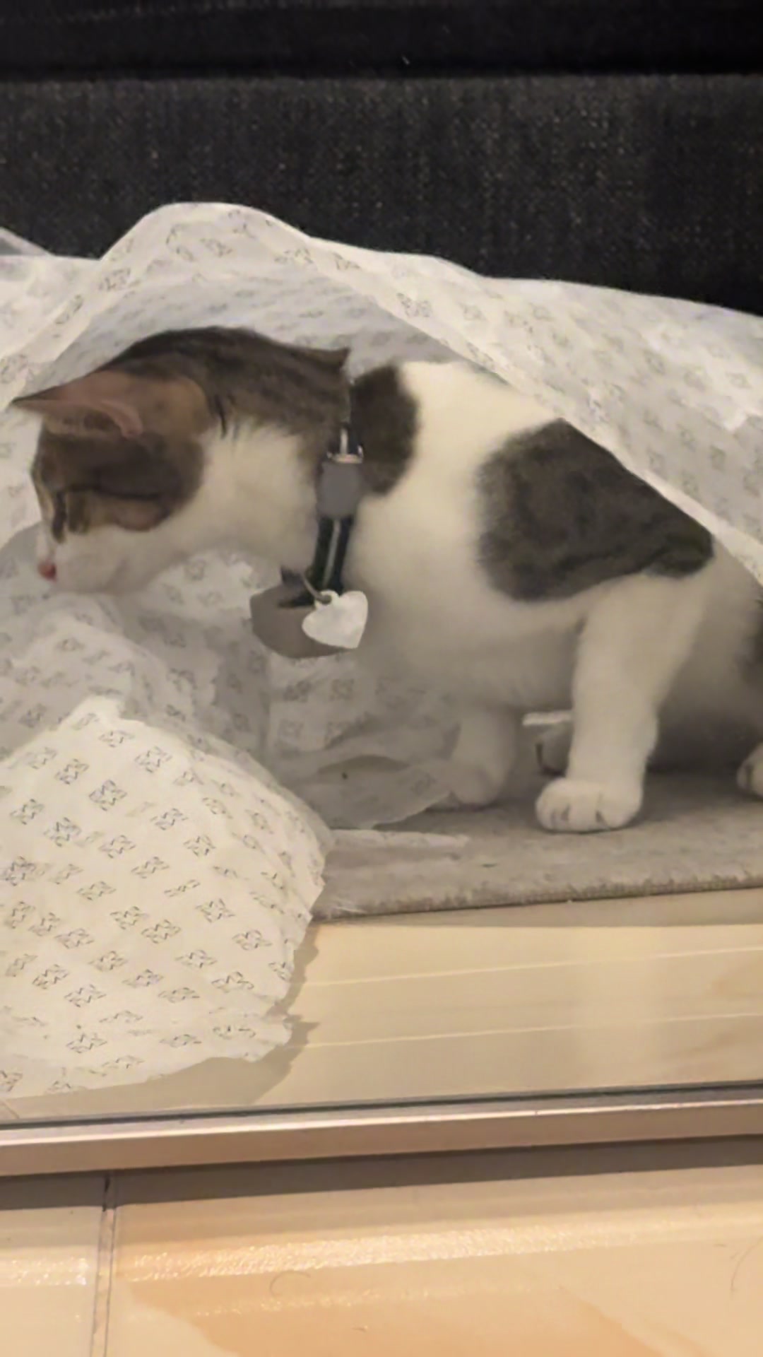 @Mahbooba The Cat