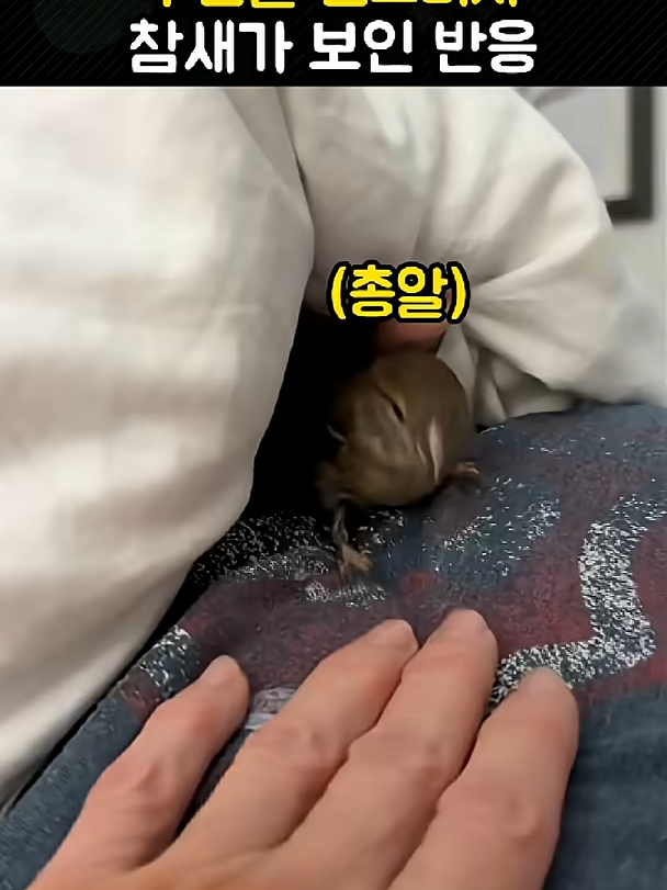 @개블리