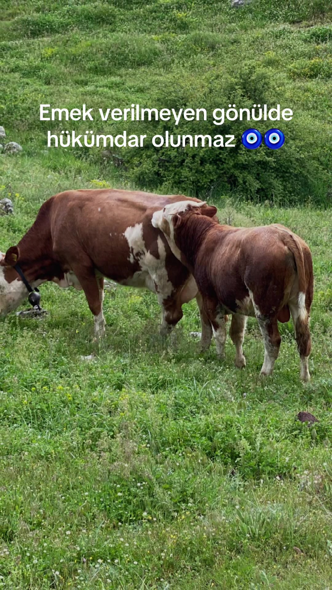 @&ouml;zcan 03