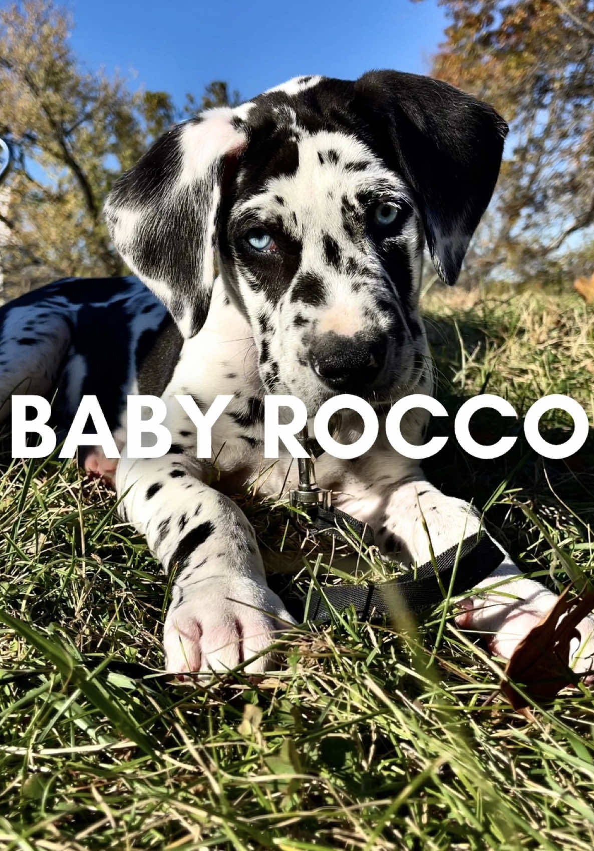 @Rocco