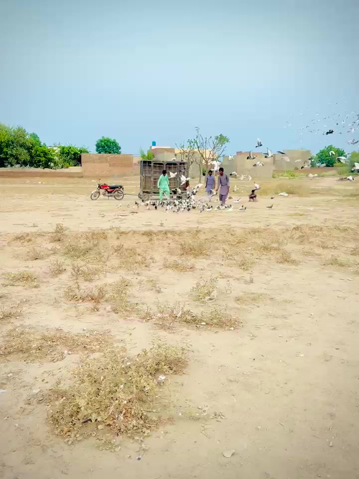 @عدیل رحمن لیہ وال کبوتر باز