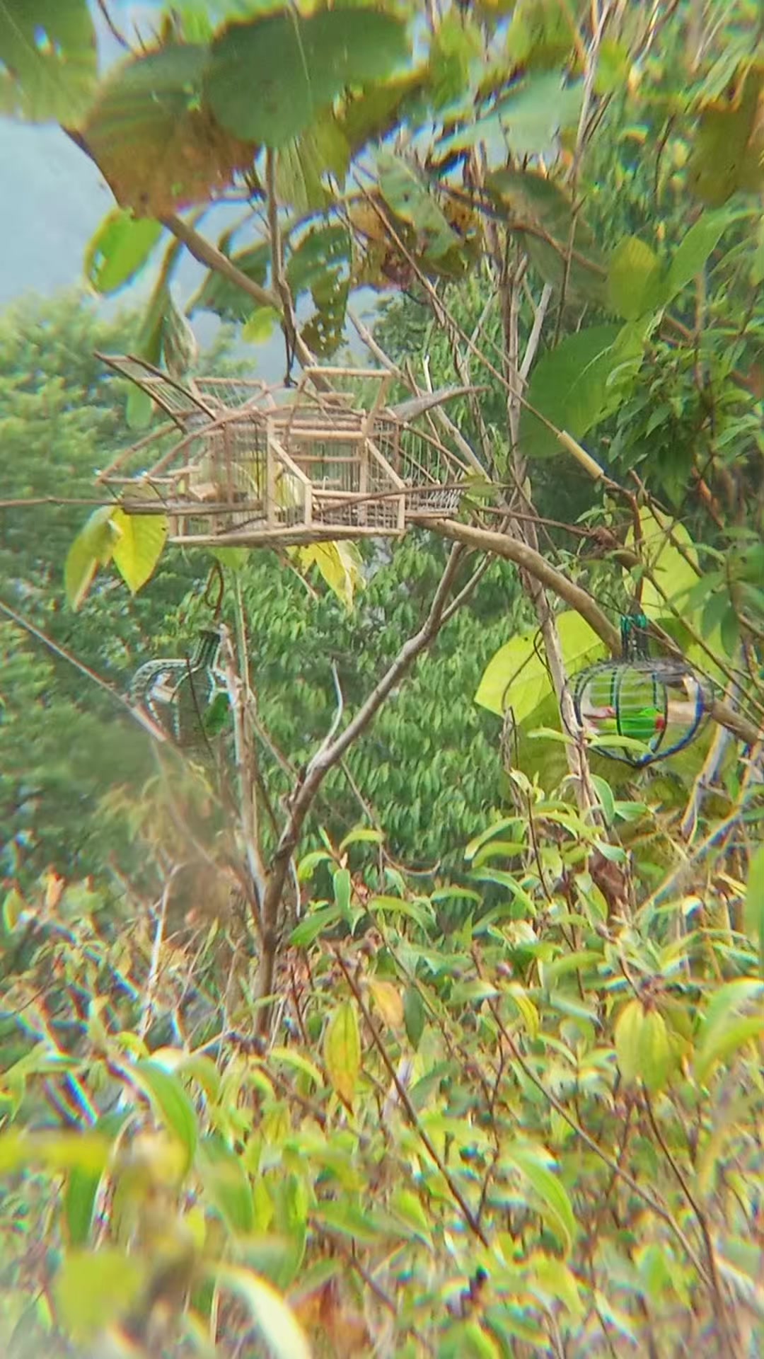 @Srindit kaltara 🦜