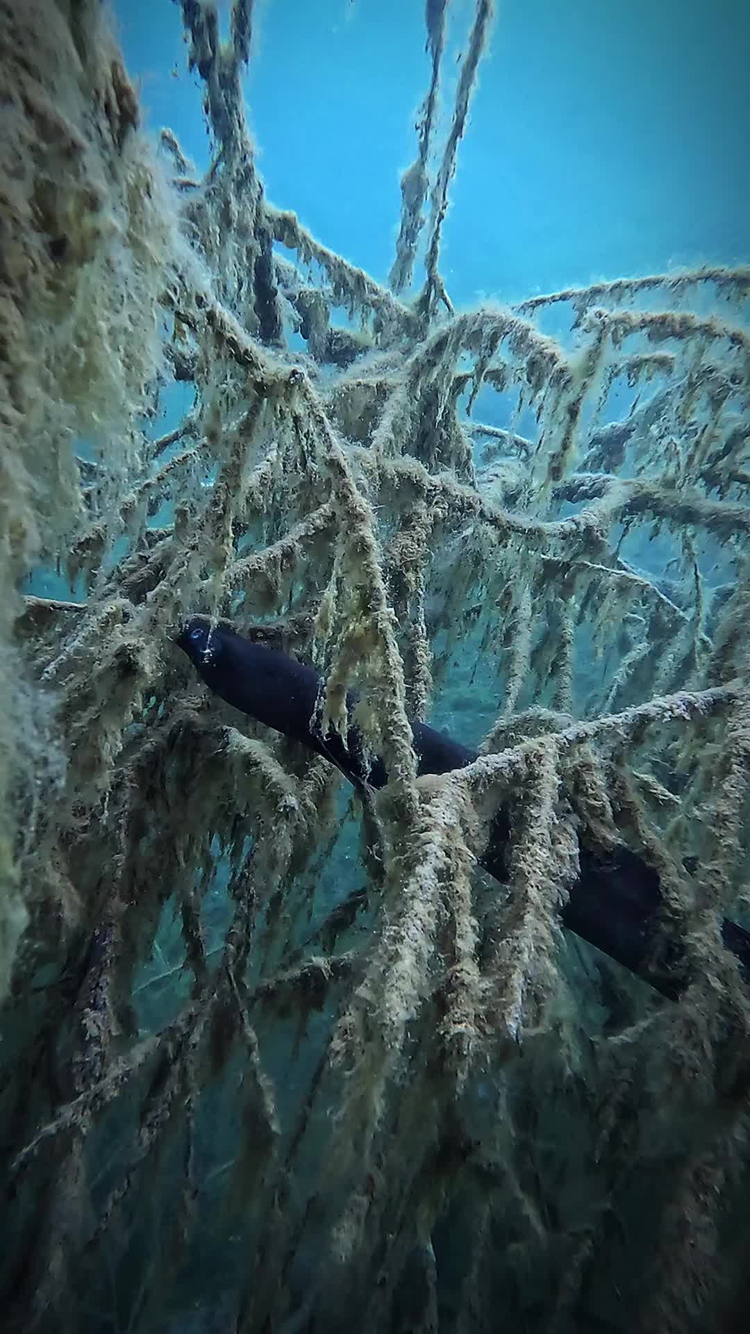 @DIVE