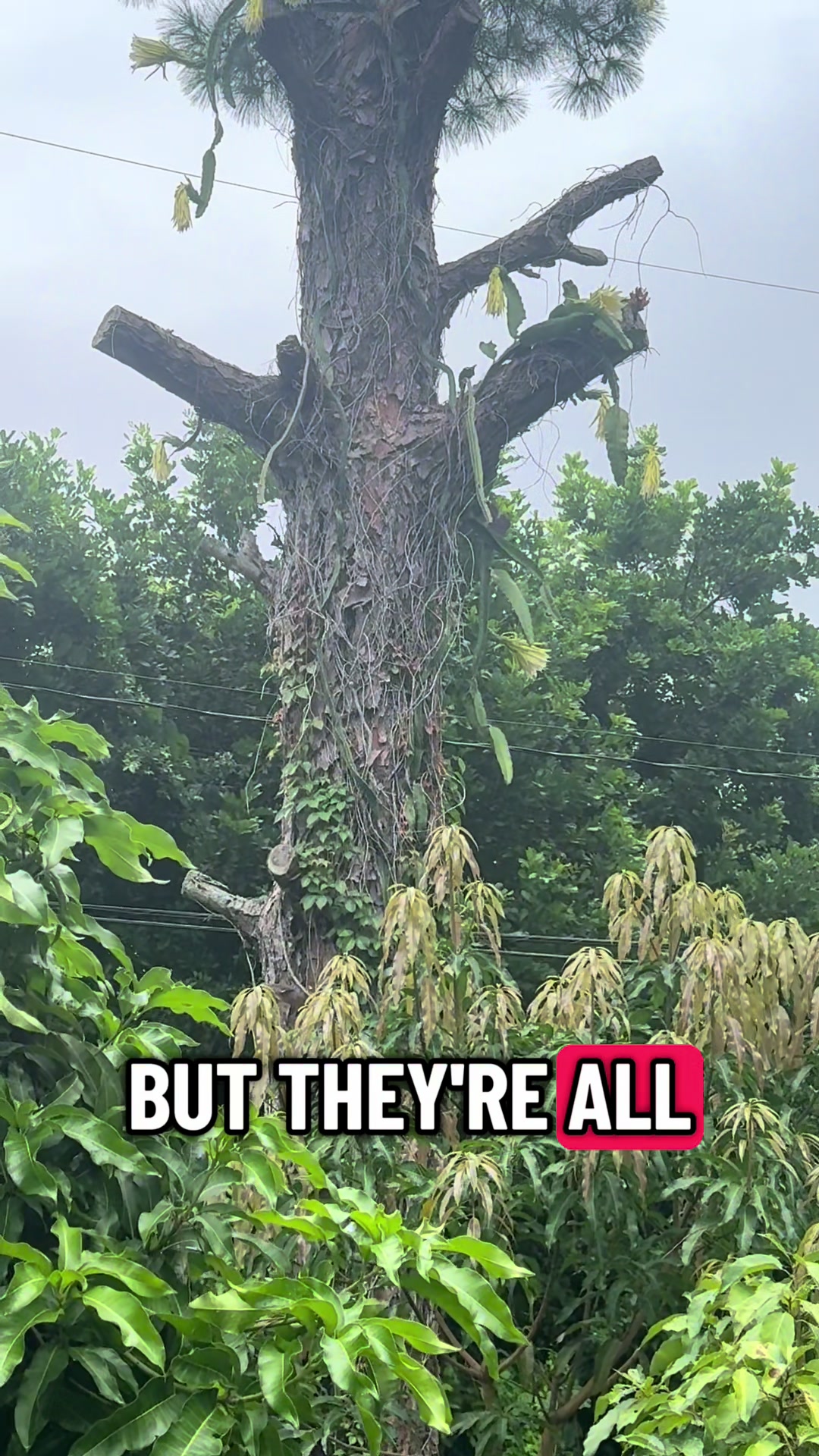 @Fruitful Trees