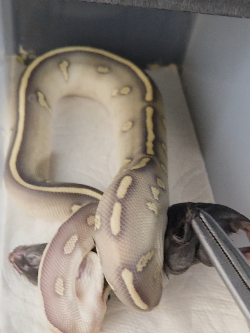@Rikers Reptiles