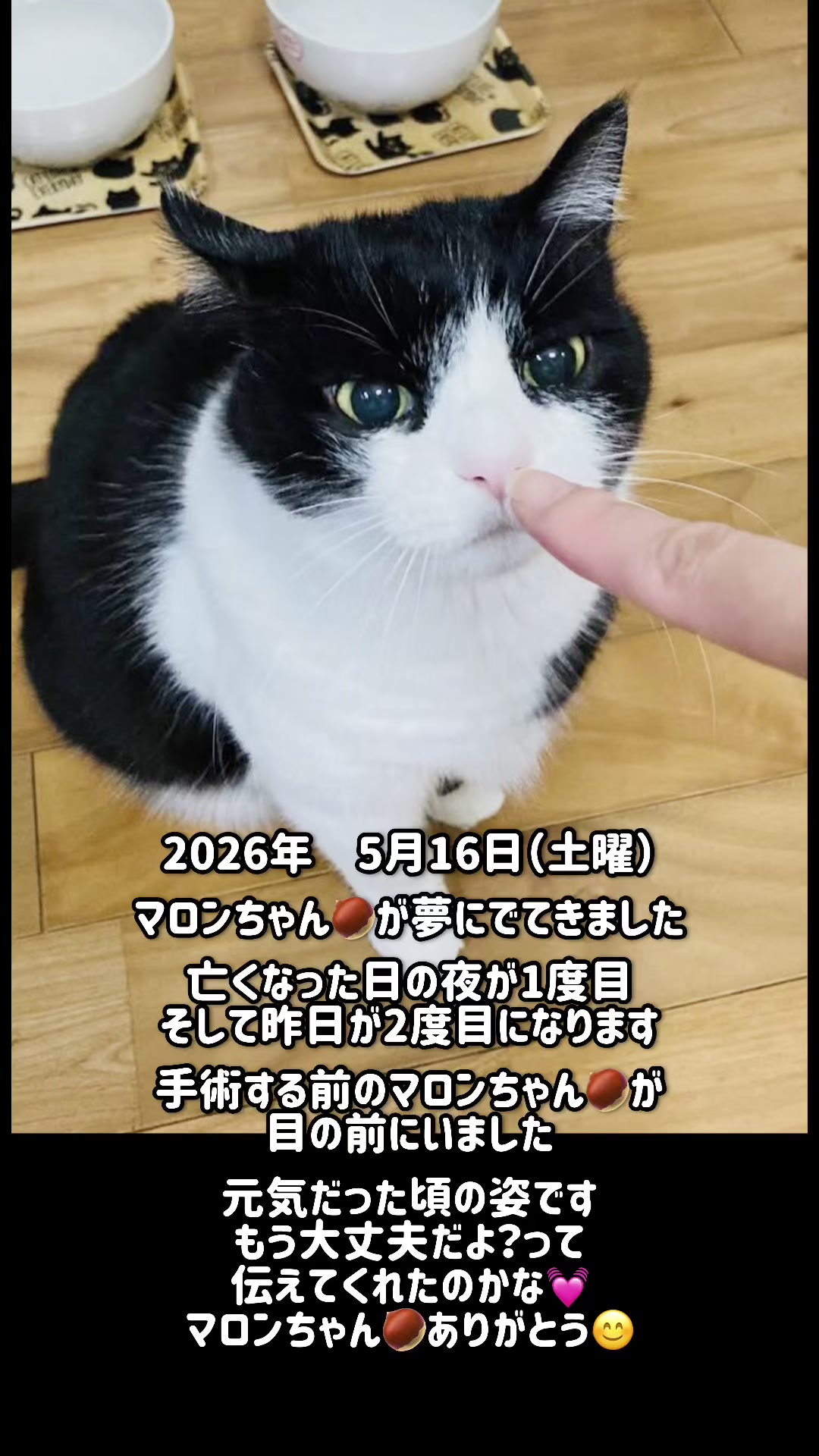 @ねこぷにもふ|ホワイトシェパードのハクちゃん