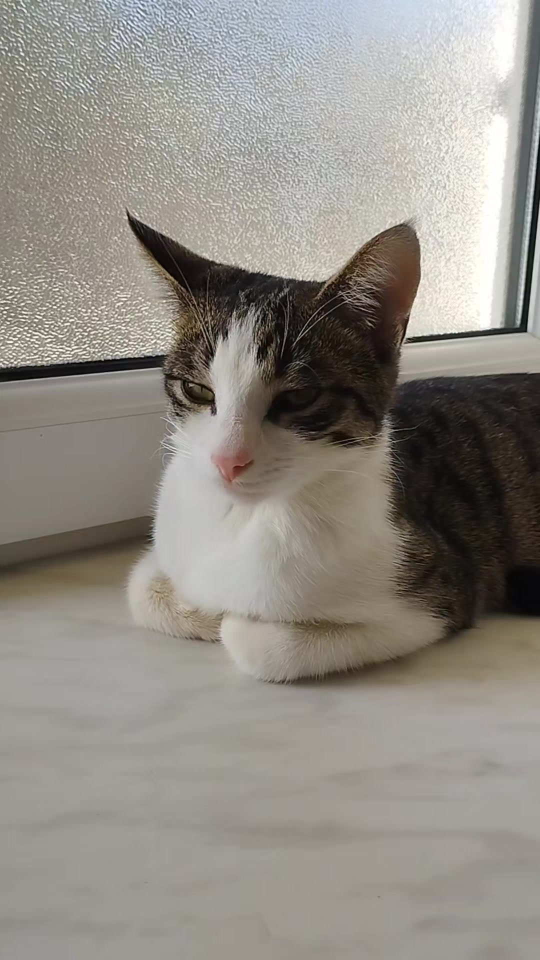 @🐾