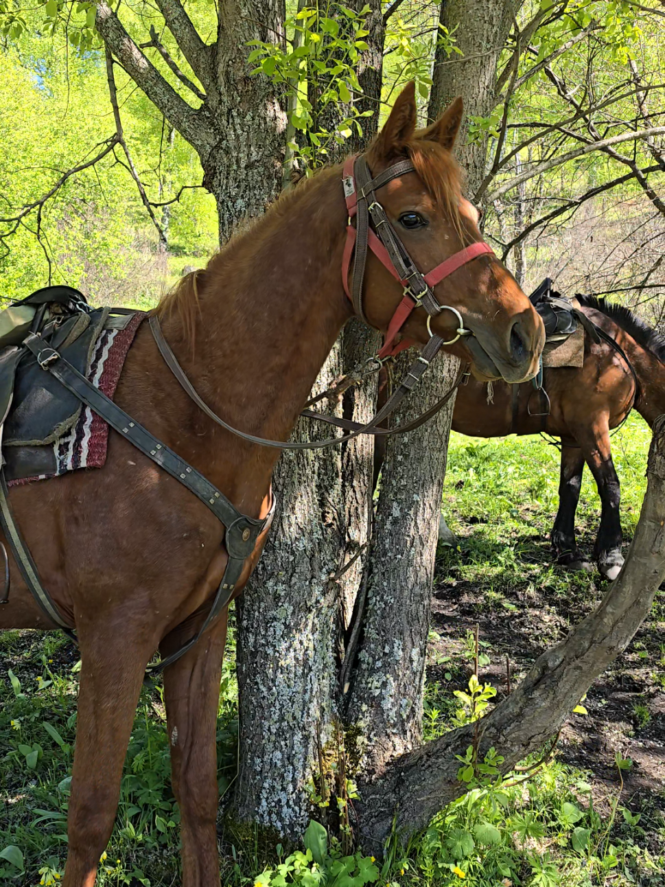 @tg: altaihorses