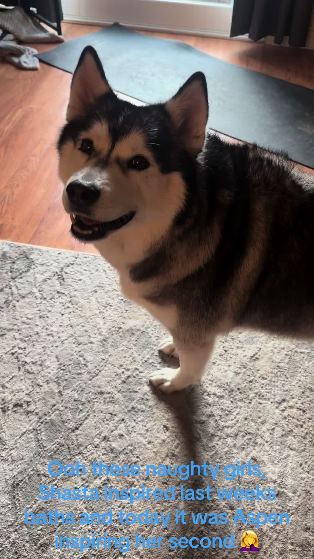 @Shasta & Aspen - Husky Sisters