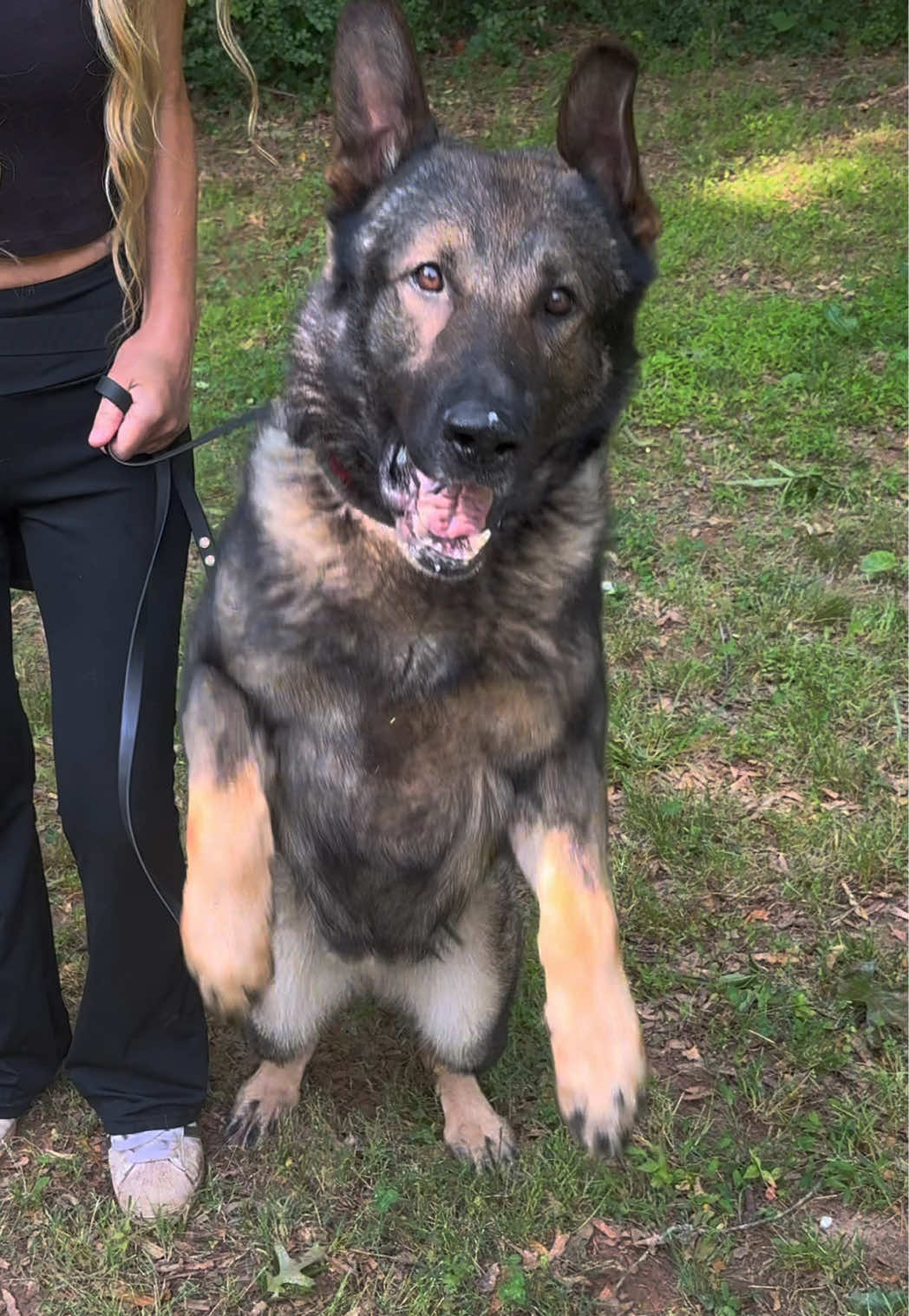 @True Guard K9 I Tara