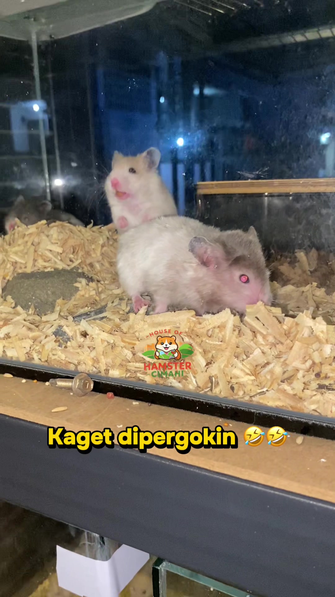 @House of Hamster Cimahi