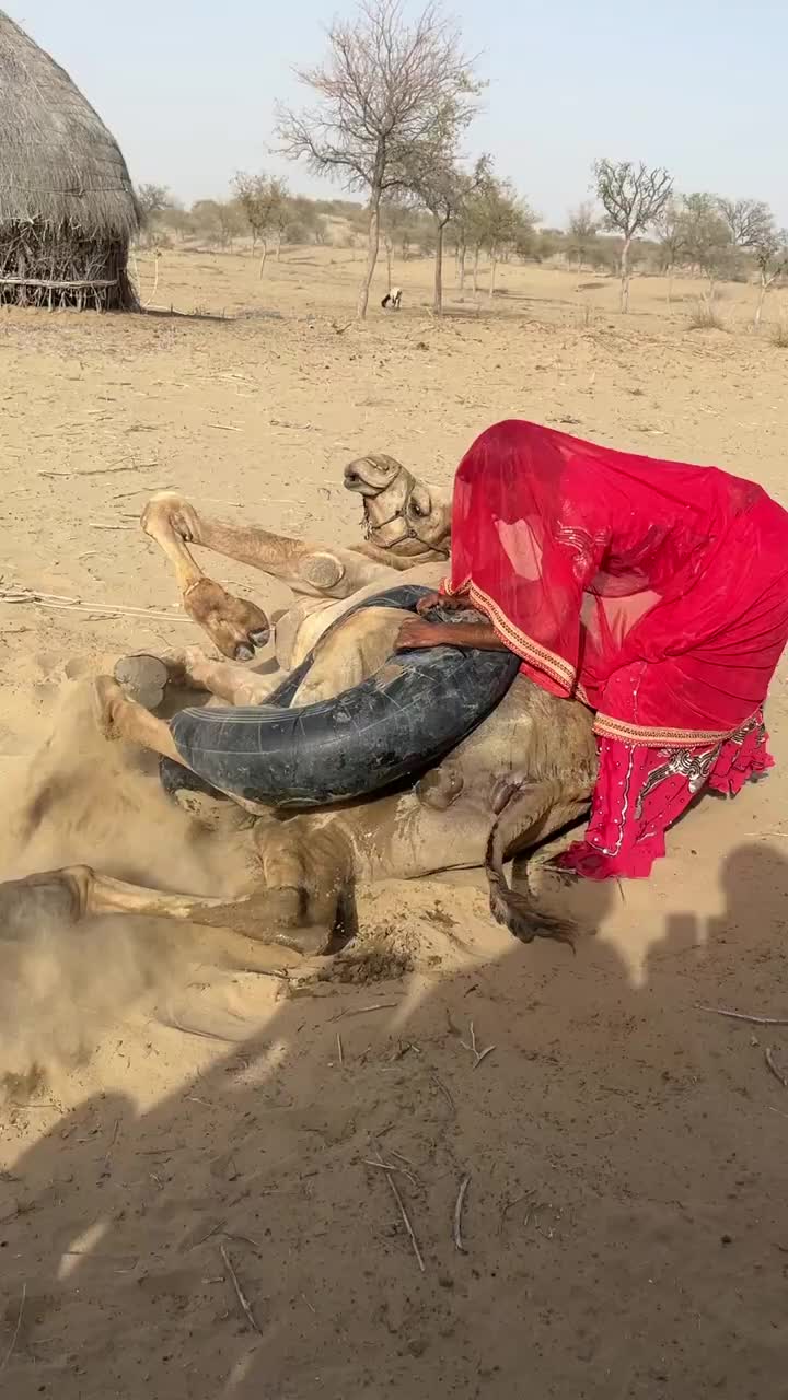 @Sakina 🐪