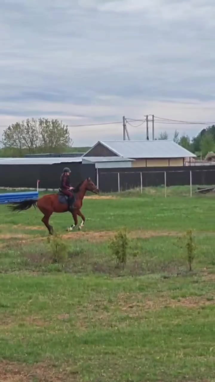 @🐴🤎