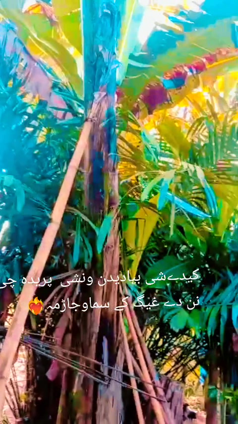 @Sapull Ameen