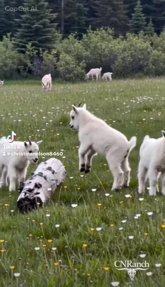 @🐄 CNRanch 🐄