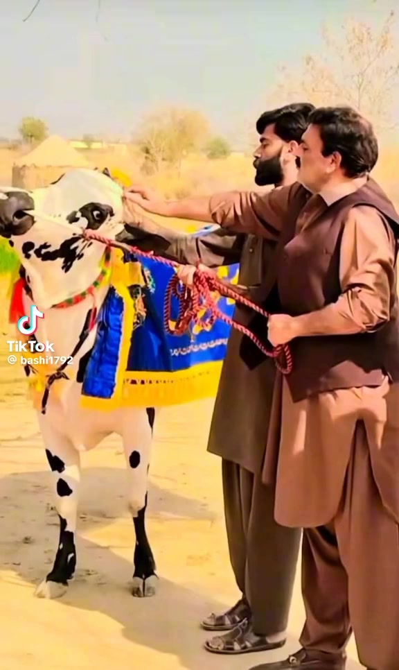 @Noman Khan Noman Khan