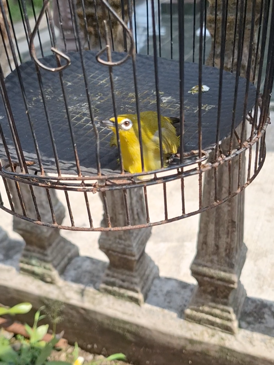 @totalbukpar