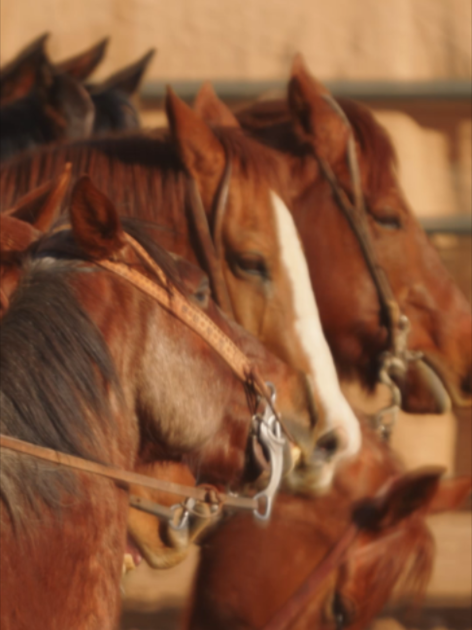 @AZ National Livestock Show