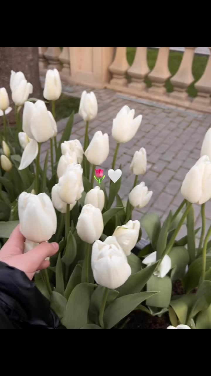 @𝑯𝑳