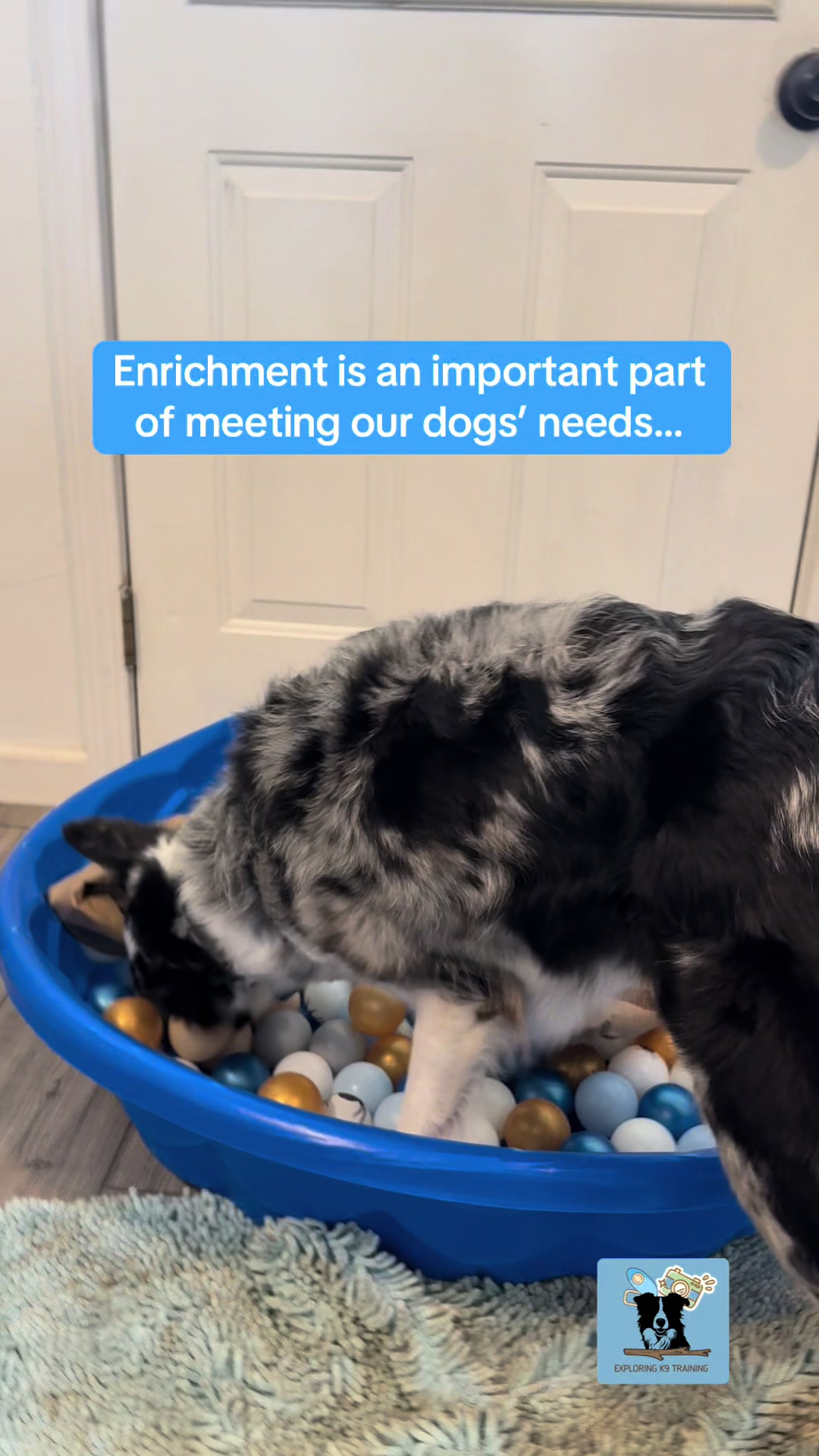 @Exploring K9 Training