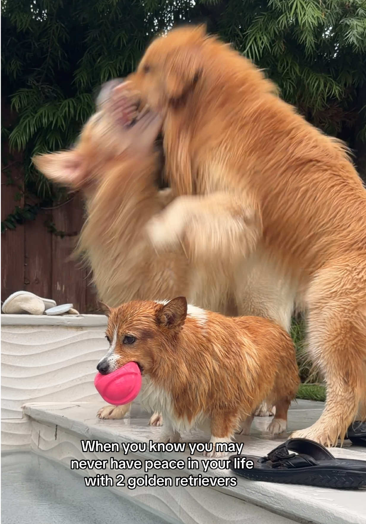 @Maui, Ruby +Hugo