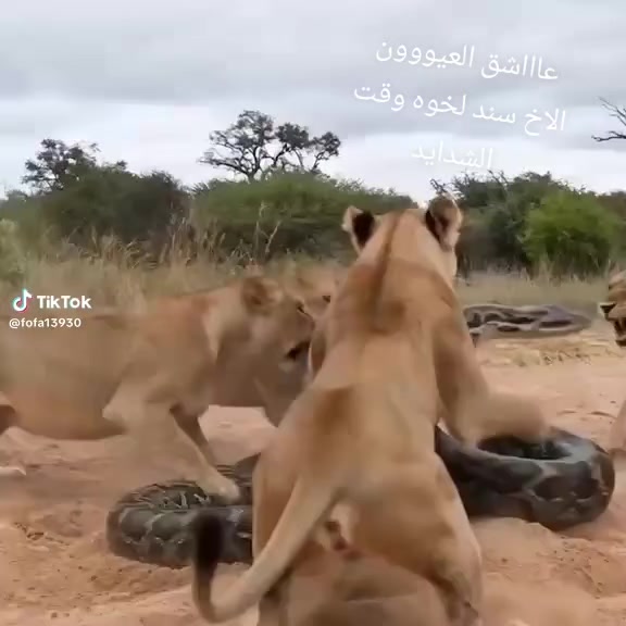 @عٌأّأّأّأشٍقِ أّلَعٌيِّوِوِوِن
