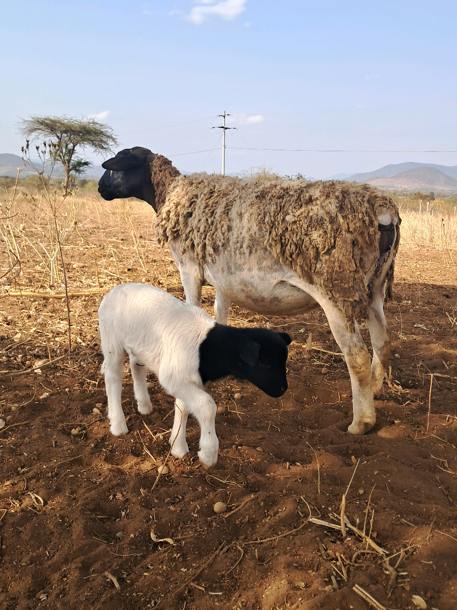 @DorperfarmsKE