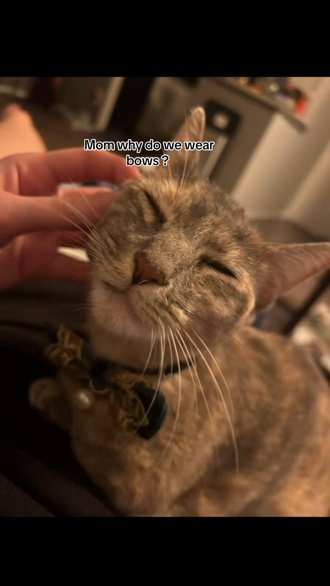 @Houseofpets