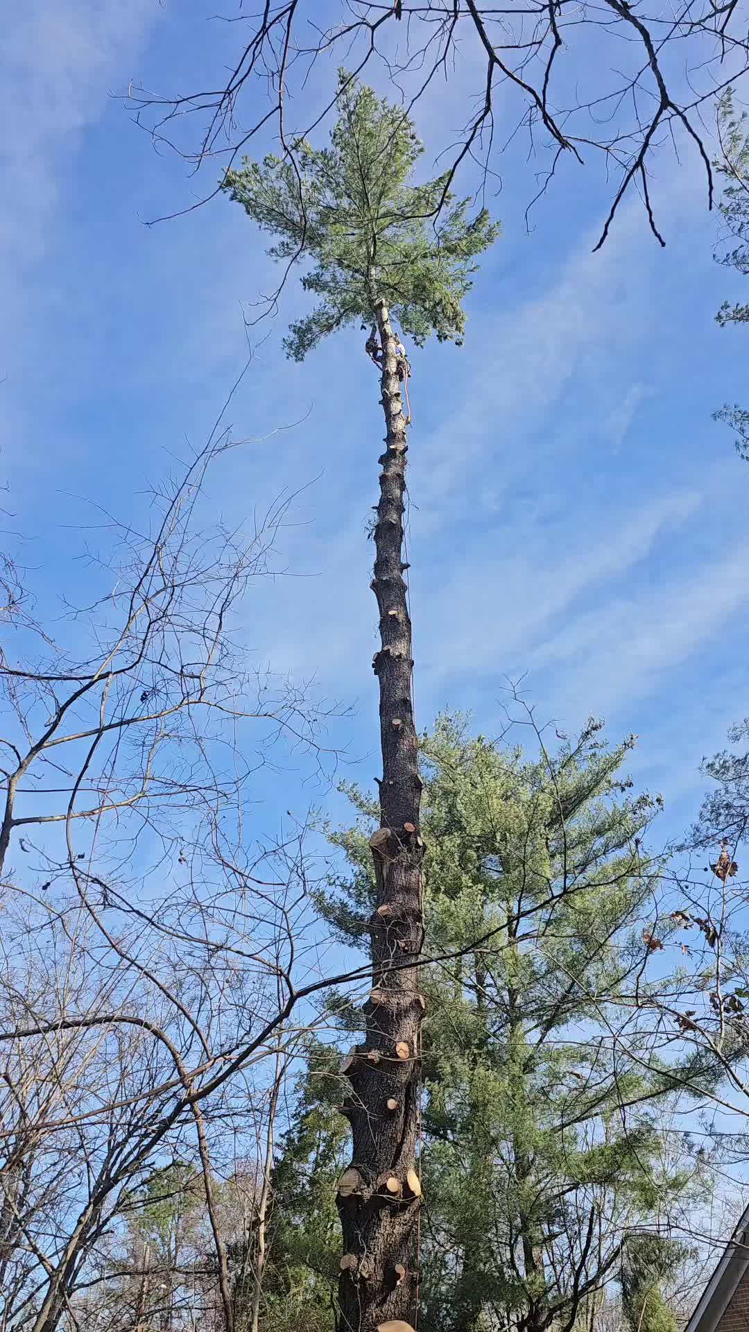 @TLC TREE CHAD