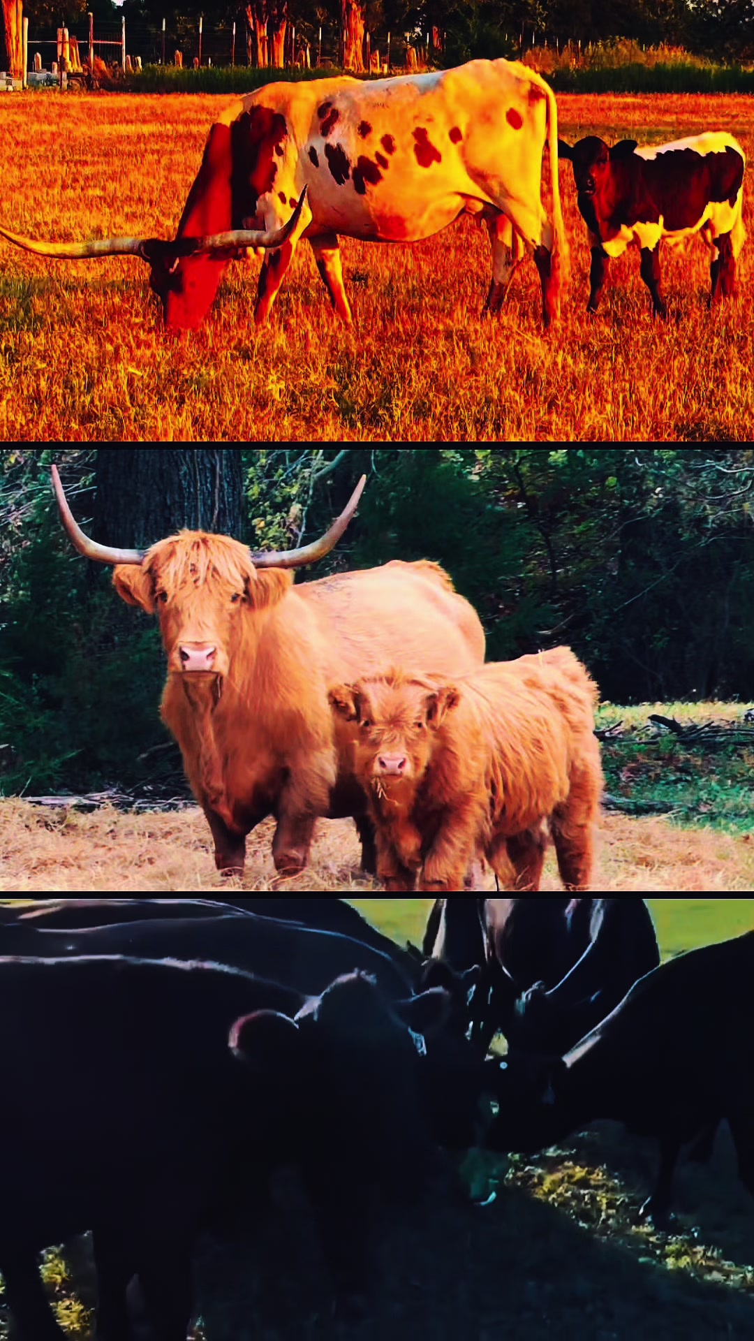 @HorseAuctionsUSA
